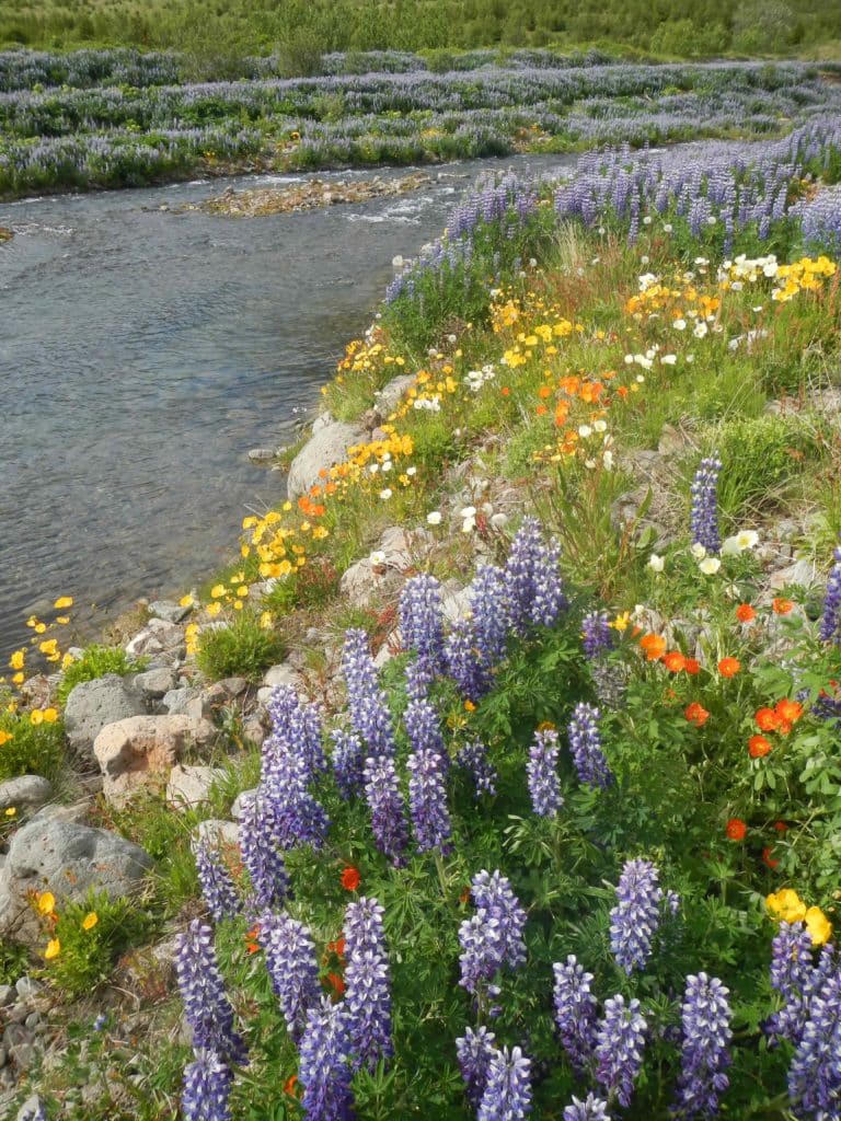 Talknafjordur Iceland wildflowers