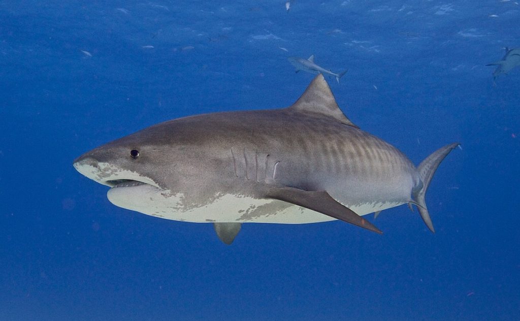 Emma tiger shark