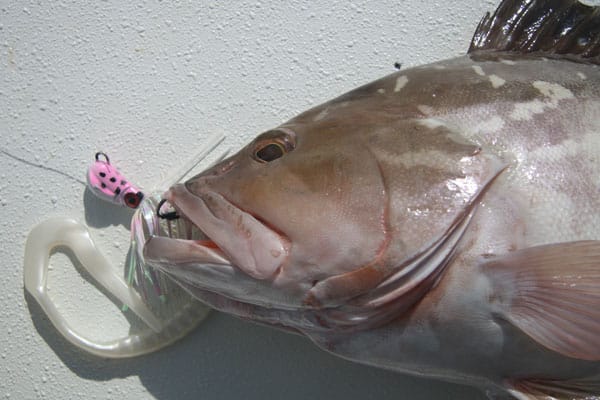 26 - olander - red grouper, key west, img_3508.jpg