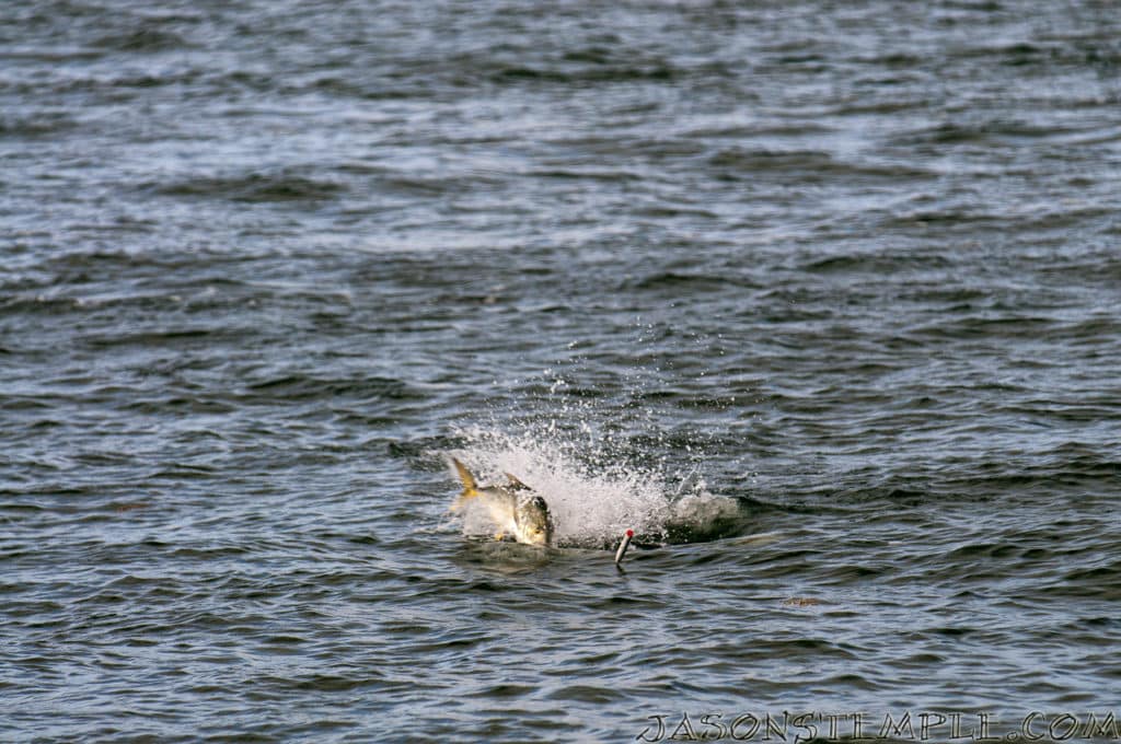 jack fish fishing