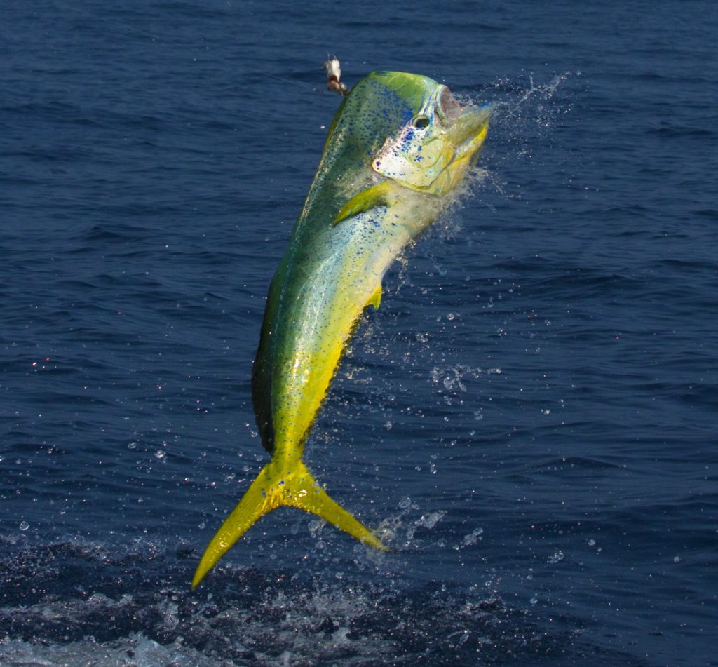 Jumping mahimahi fishing Panama