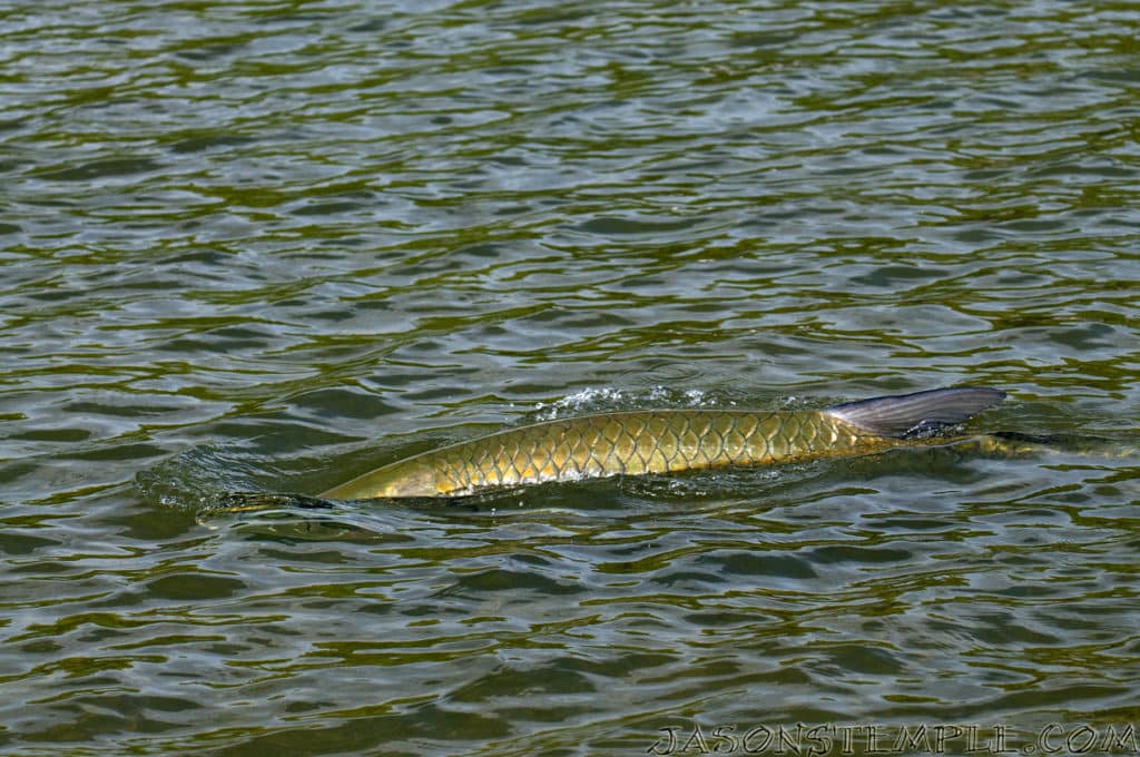 Islamorada Florida Keys tarpon fish rolling