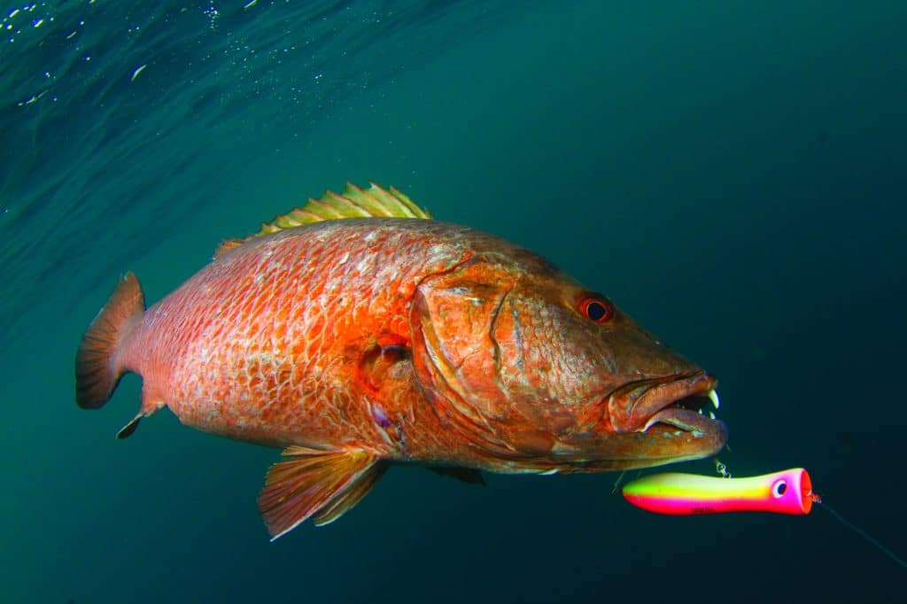 Large cubera snapper caught popper fishing lure