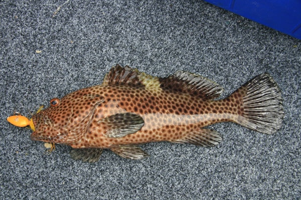 29 - high fin grouper (e. maculatus).jpg