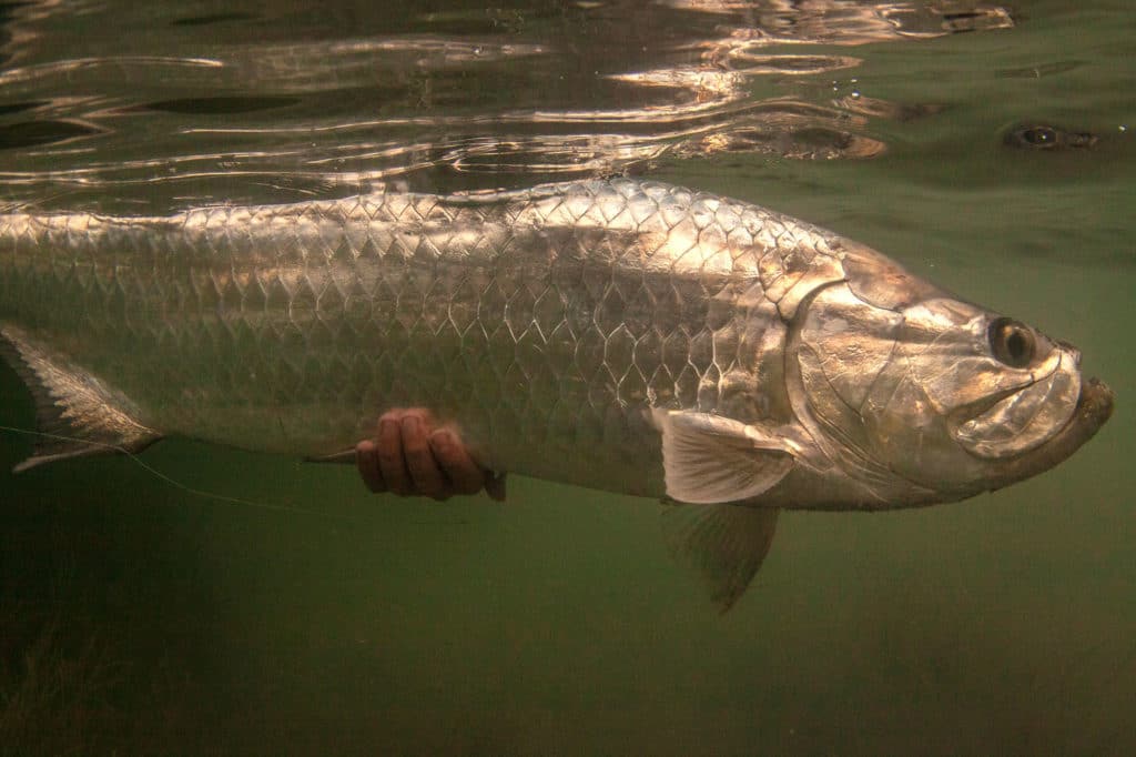 Tarpon being released