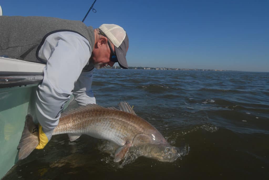 Large bull redfish being released