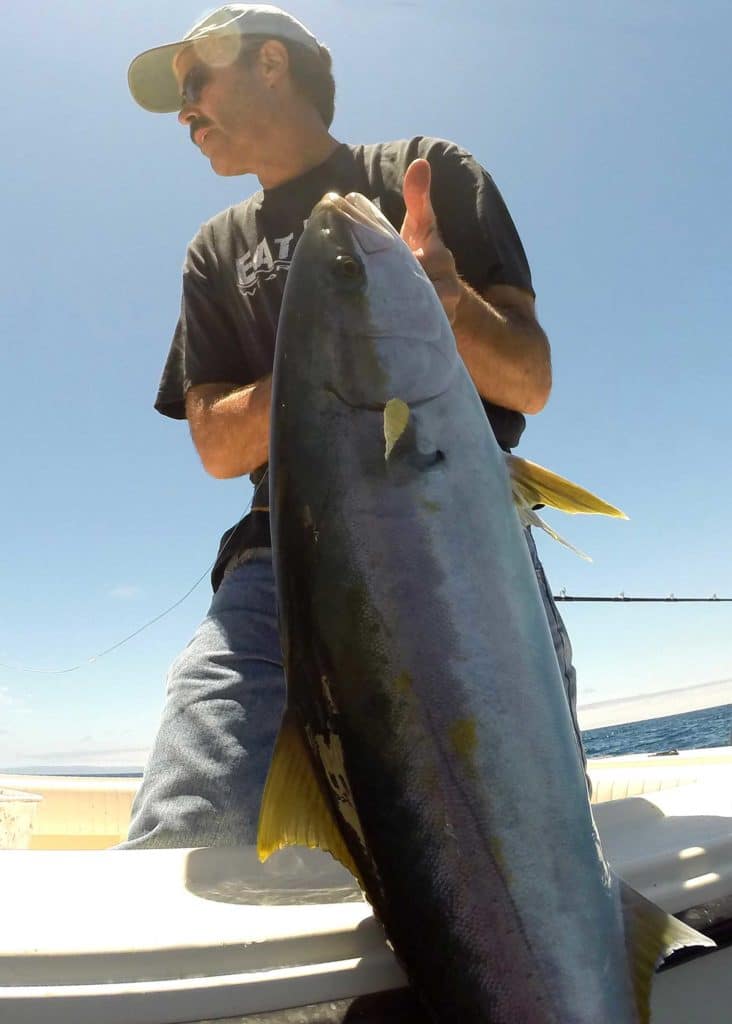 Large yellowtail brought boatside