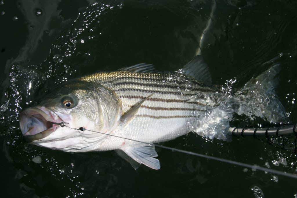 Striper caught on a circle hook