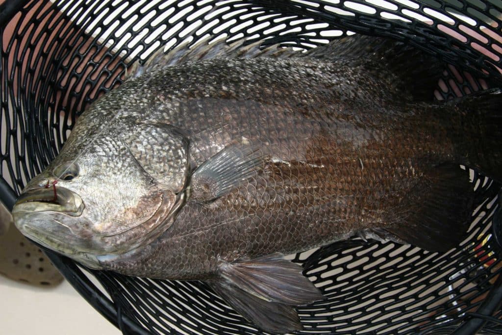 Tripletail caught in the Gulf