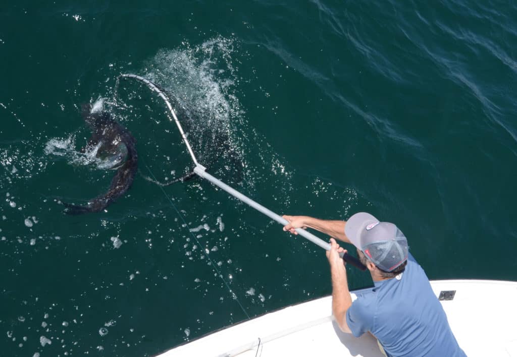 Netting a cobia