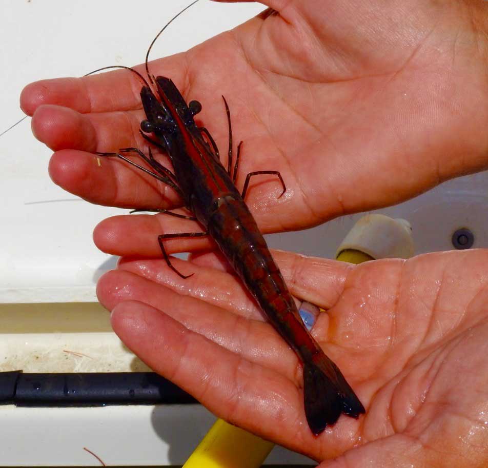 Juvenile Tiger Shrimp