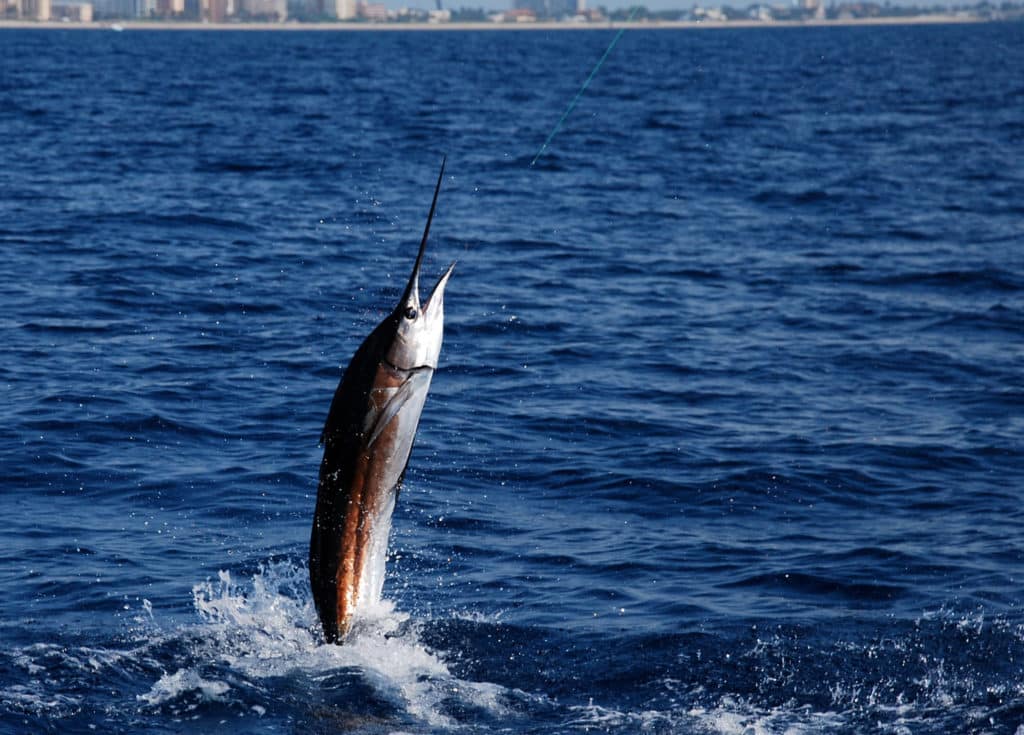 Sailfish jumping out of the water