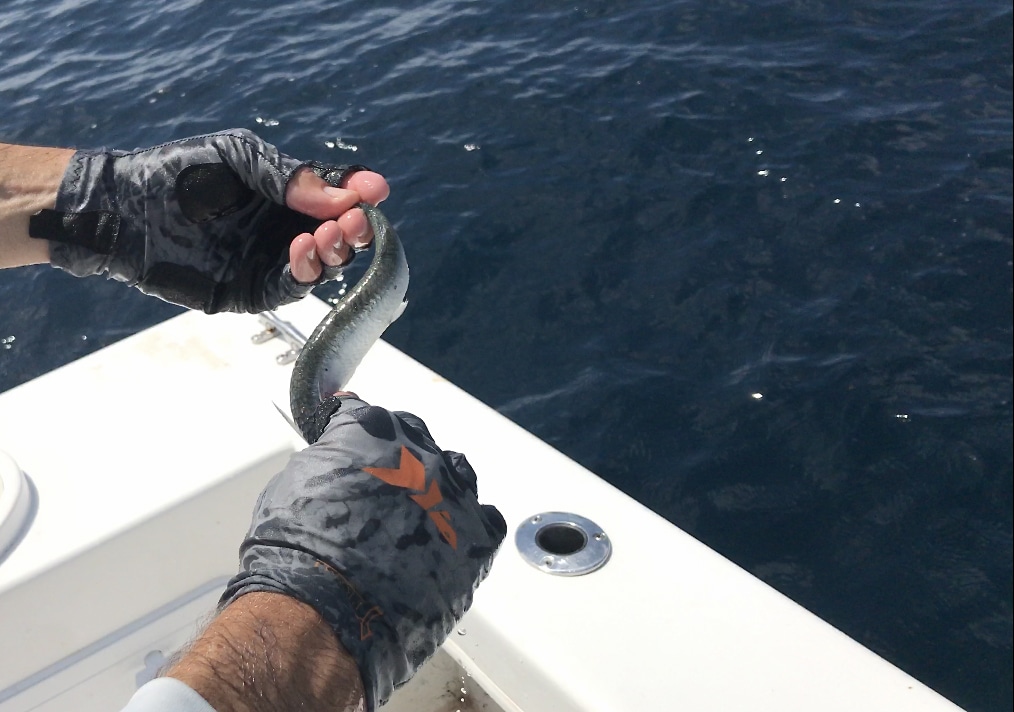 Rigging ballyhoo for mahi