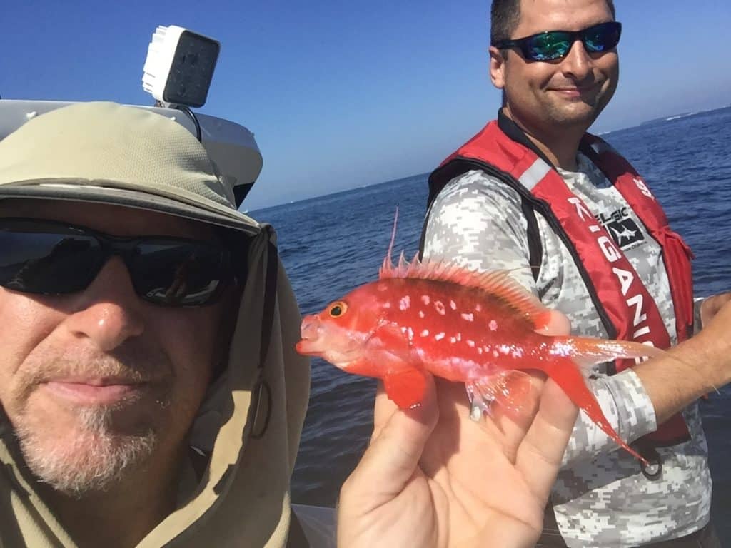 Cherry Anthias