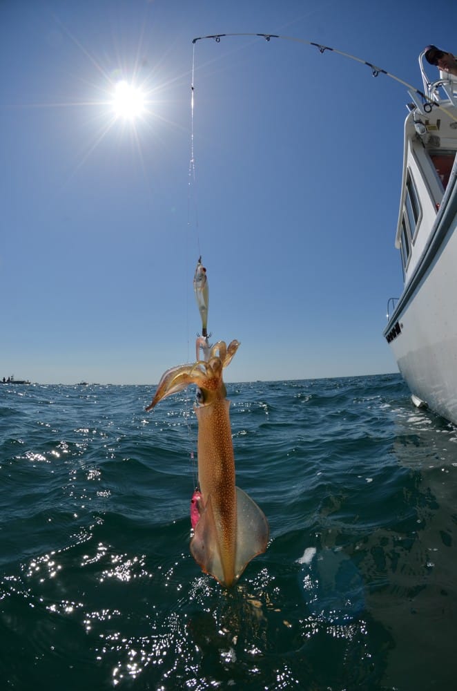 Squid Fishing in the Northeast