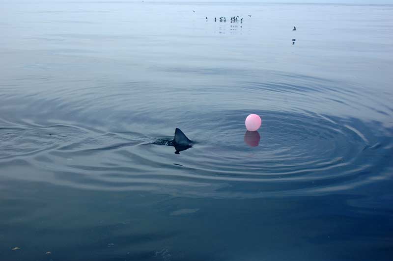 Thresher and blue shark frenzy off the coast of Maine