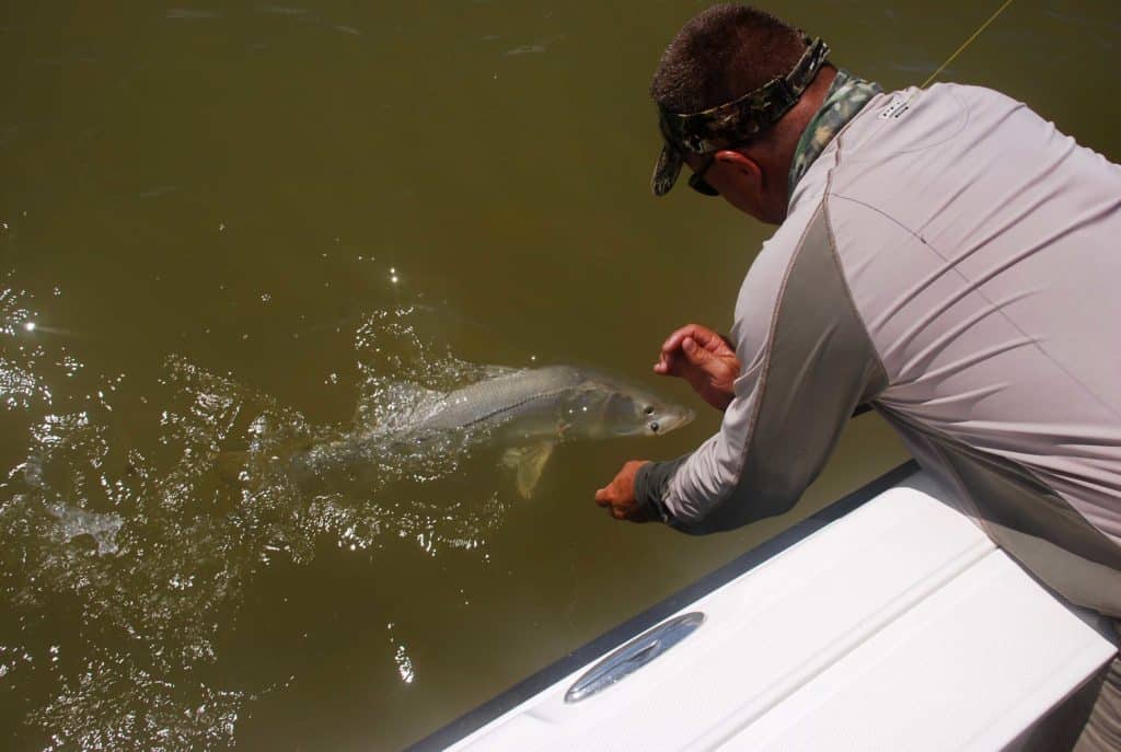 Snook brought to the side of the boat