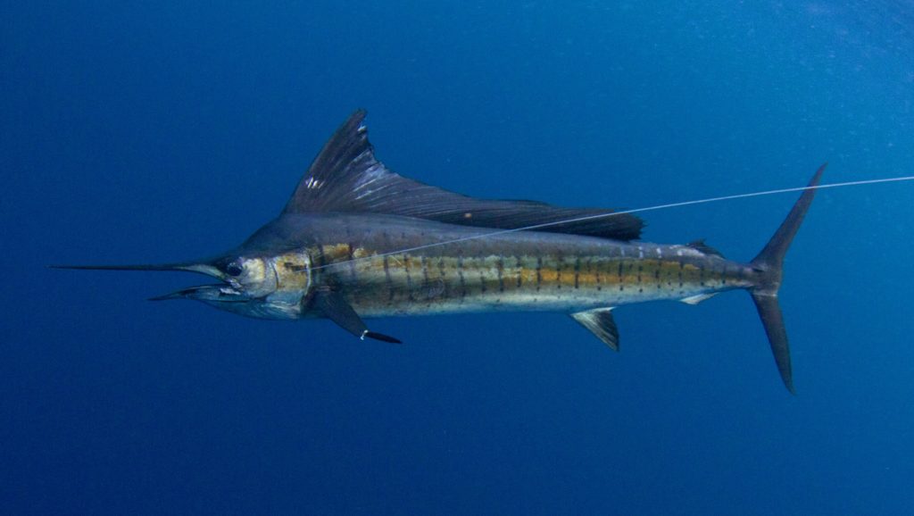 Underwater sailfish caught fishing Panama