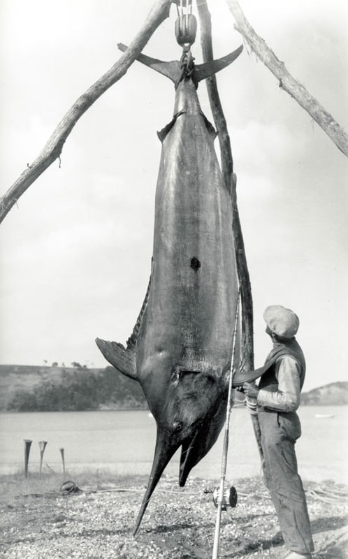 31_black marlin_lauriemitchell_1926.jpg