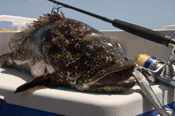 33 - cool angle of tk grouper, new caledonia.jpg