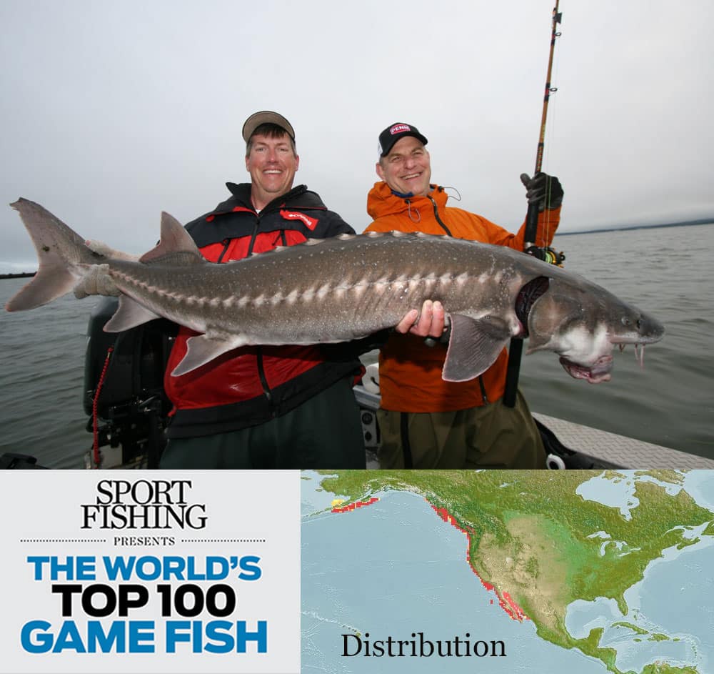 https://www.sportfishingmag.com/uploads/2021/09/34-sturgeon.jpg