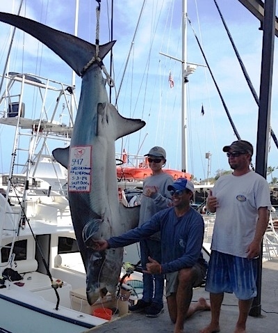 547-POUND, 6-OUNCE THRESHER SHARK