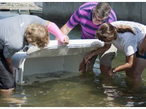 High school students raise and release white seabass