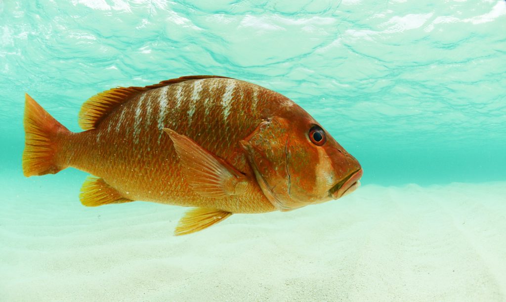 Dog snapper caught fishing San Blas Islands Panama