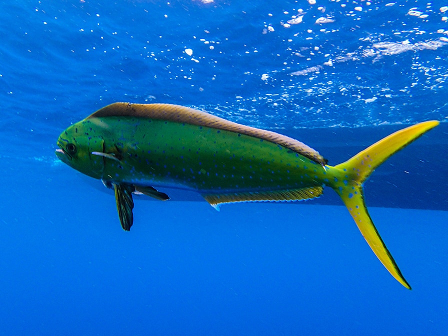 South Florida Mahi Mahi