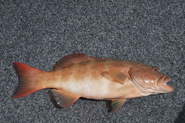 37 - coral trout closeup, new caledonia.jpg