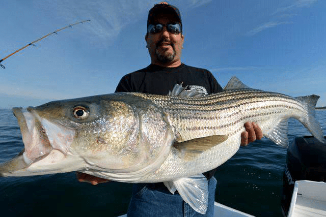 striper fishing photo