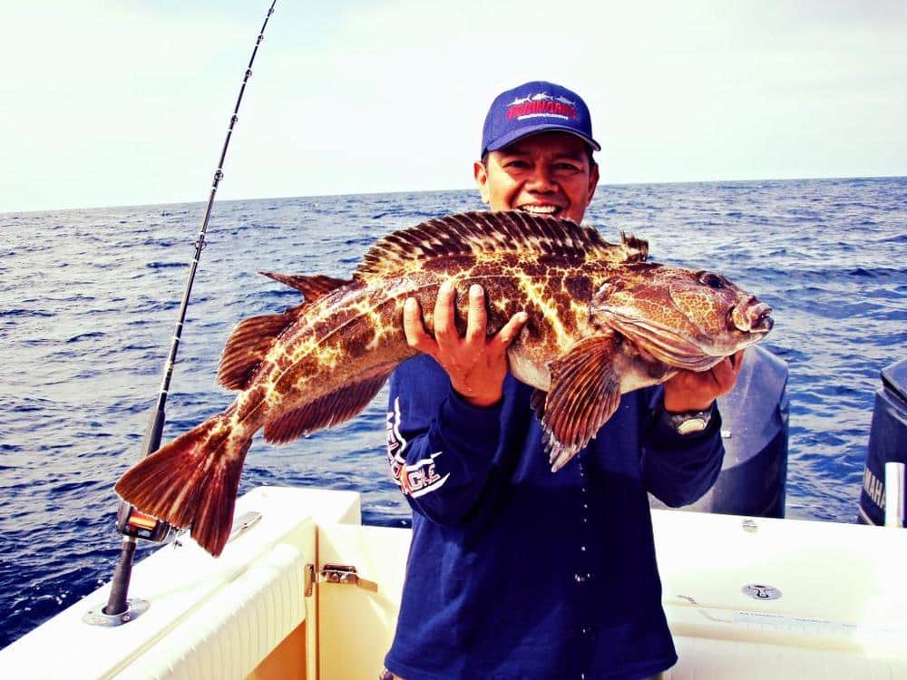 Lingcod Fish Photo