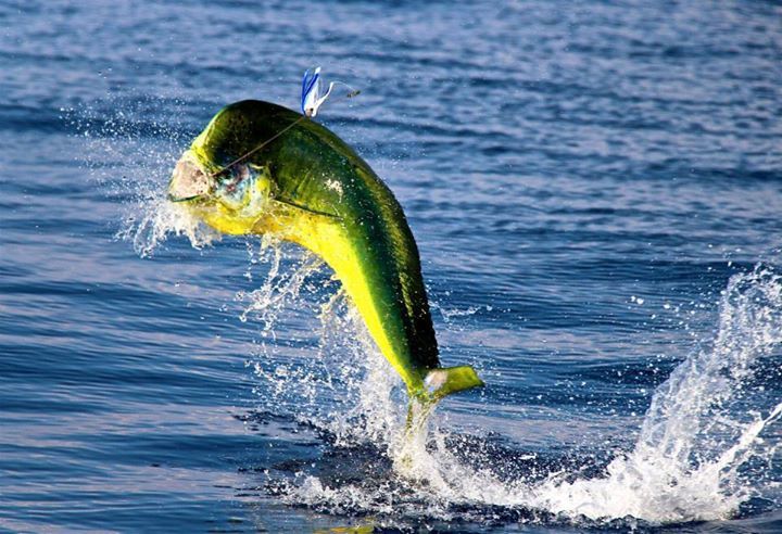 Jumping Bull Dolphin Fishing Photo