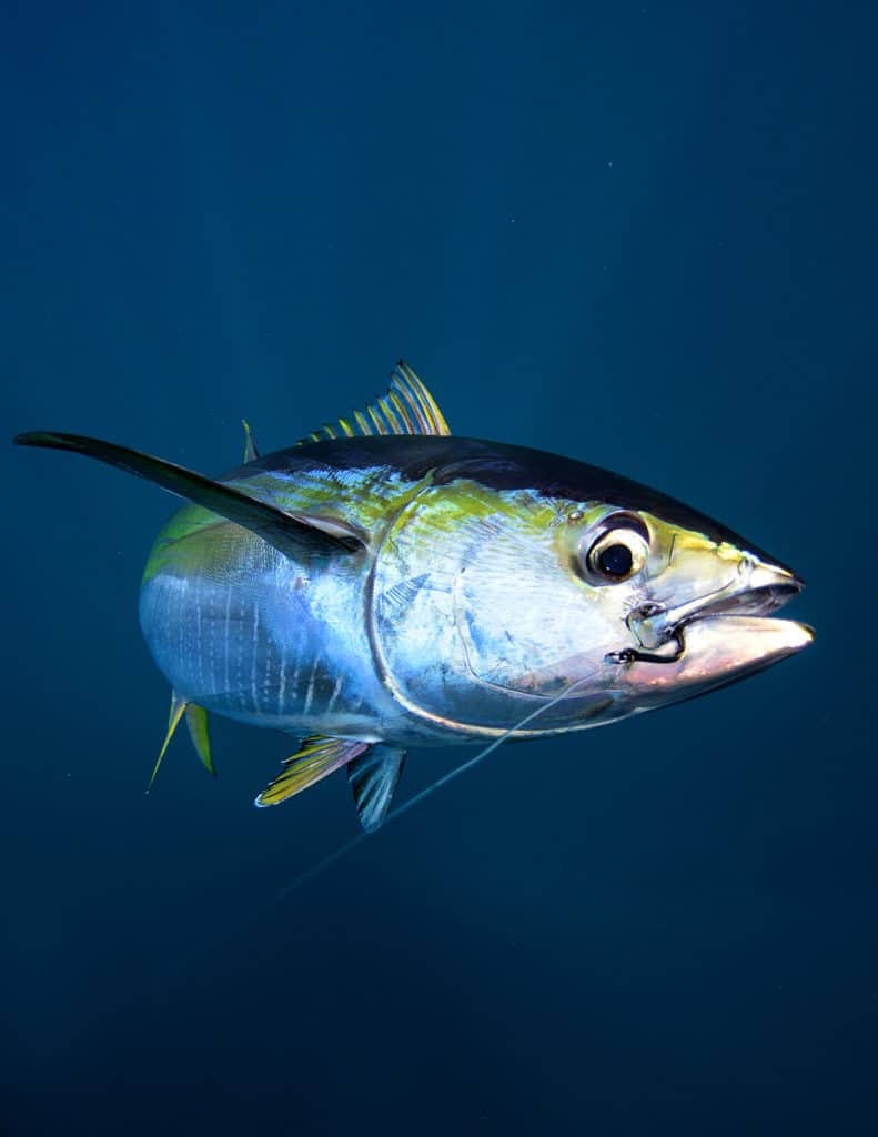 Tuna fish hooked offshore fishing Panama