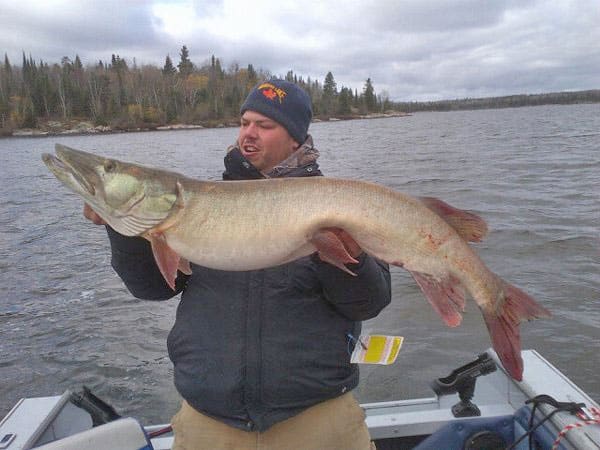 huge muskie fishing photo