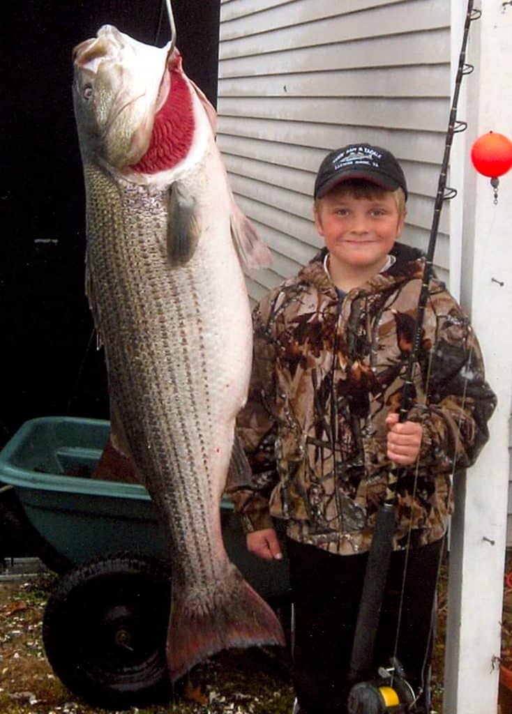 World-record small-fry catch - striped bass