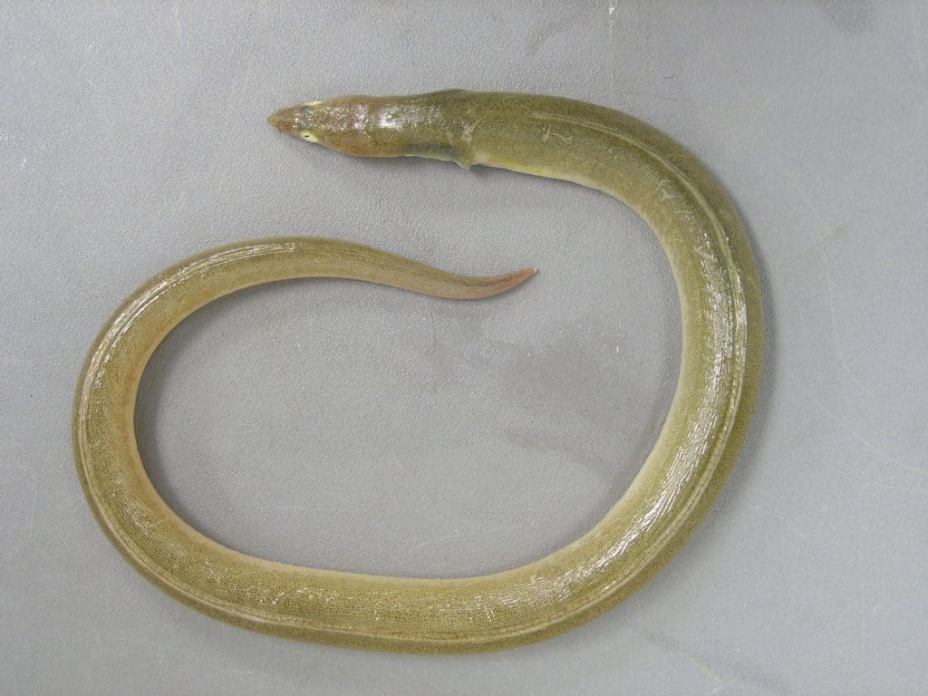 Shrimp eel for reef fishing