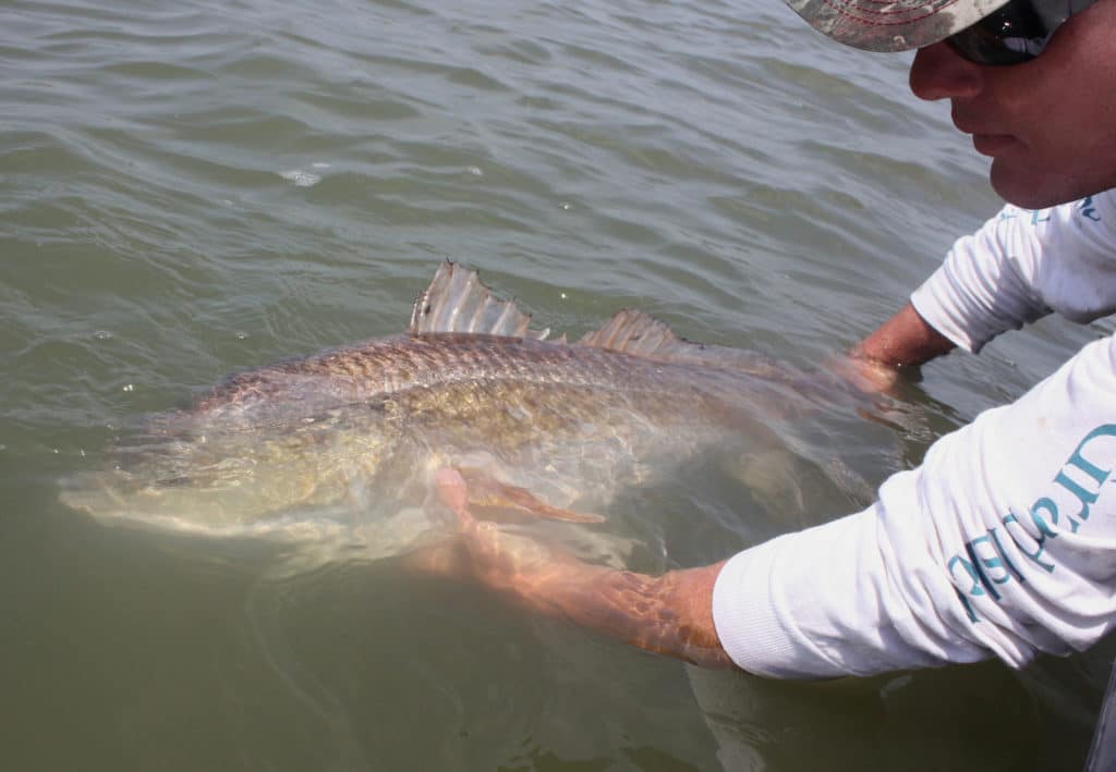 Properly releasing a redfish