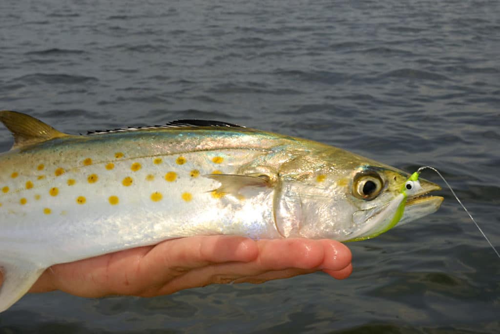 Spanish mackerel caught on fly tackle
