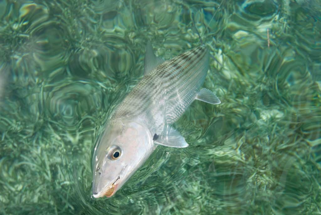 Skittish bonefish caught with fluorocarbon leader