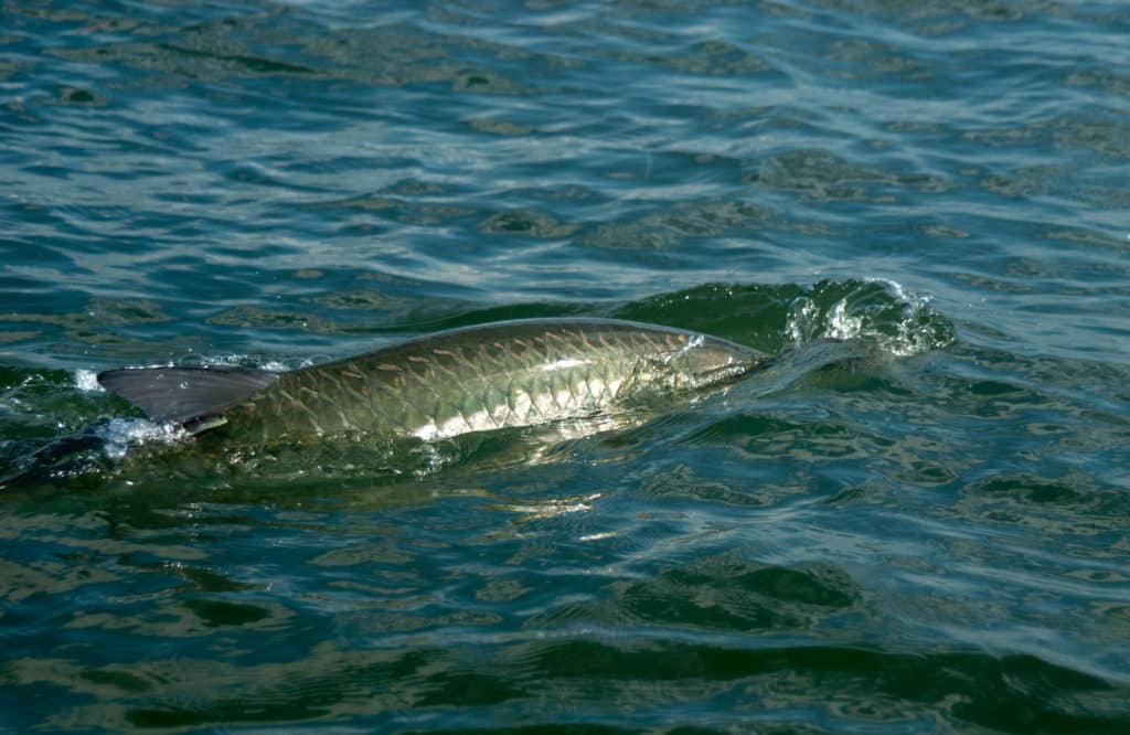 Tarpon rolling at the surface