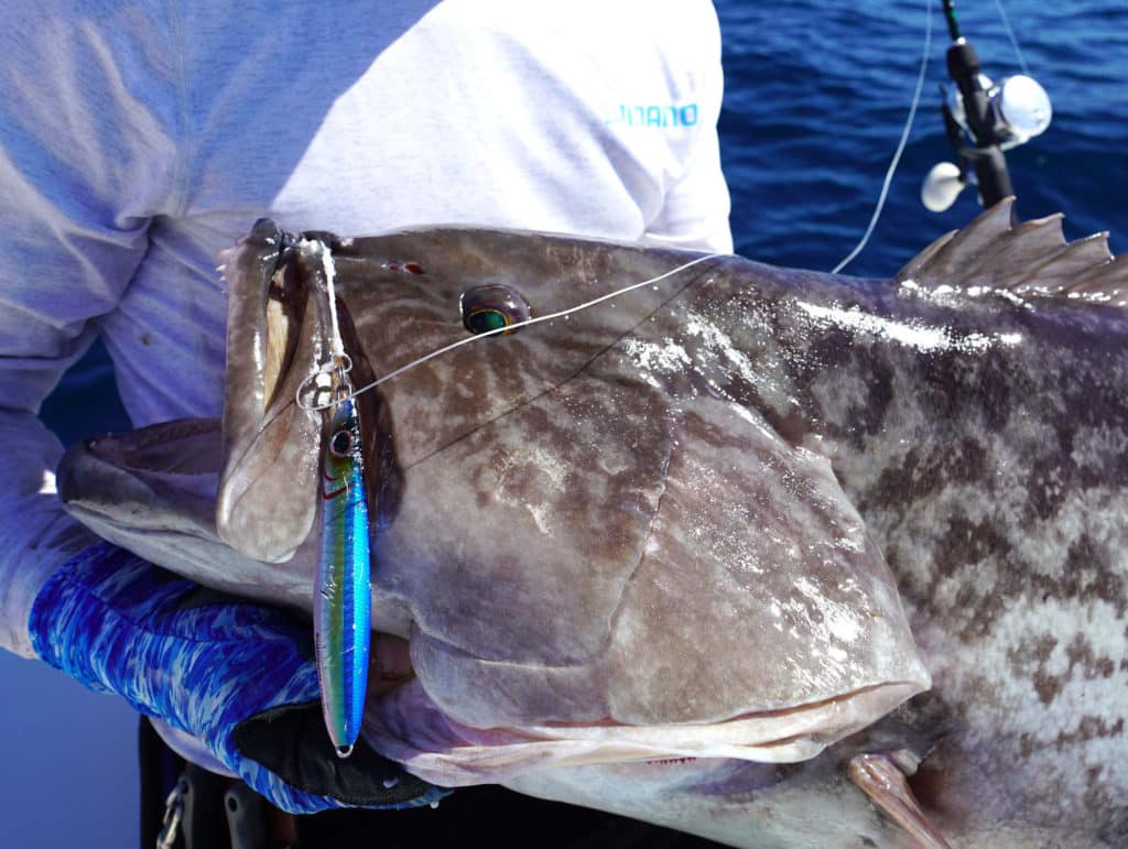 Grouper caught using a jig