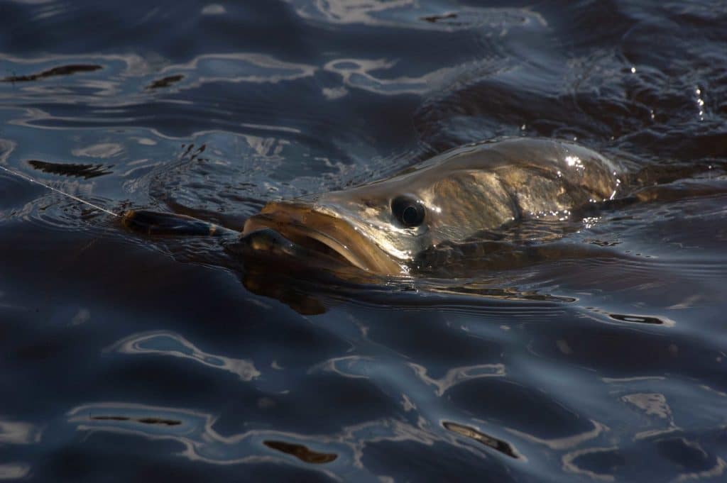 Snook caught near a spillway