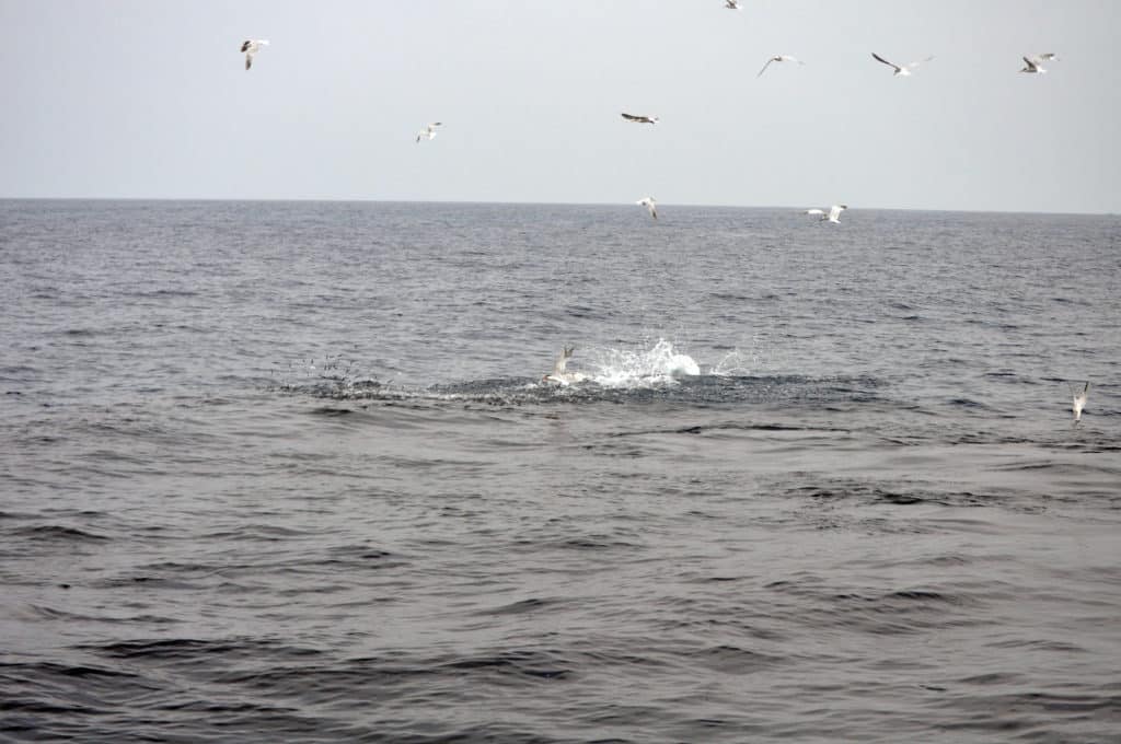 Terns diving into the water