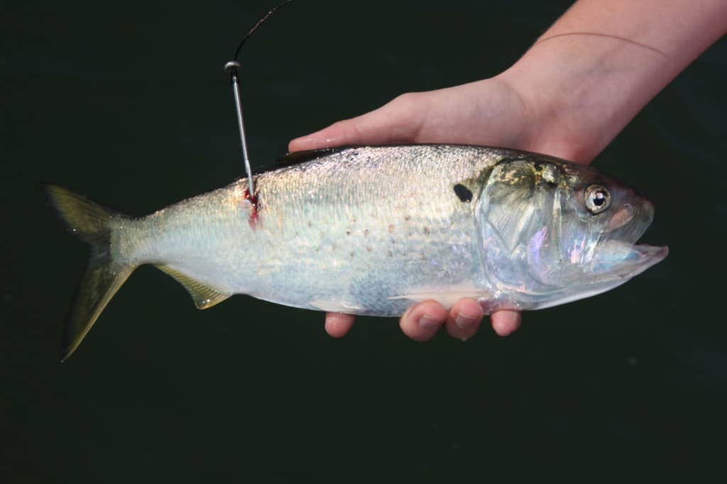 Hooking menhaden at the rear