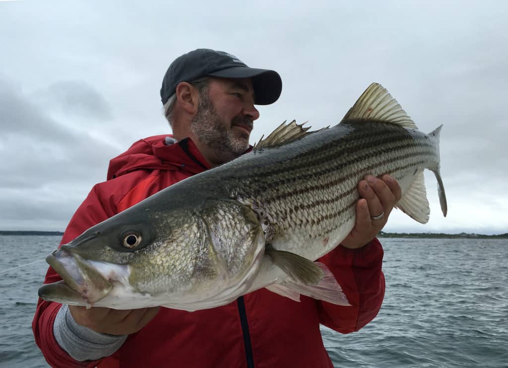 Striped bass caught in Massachusetts