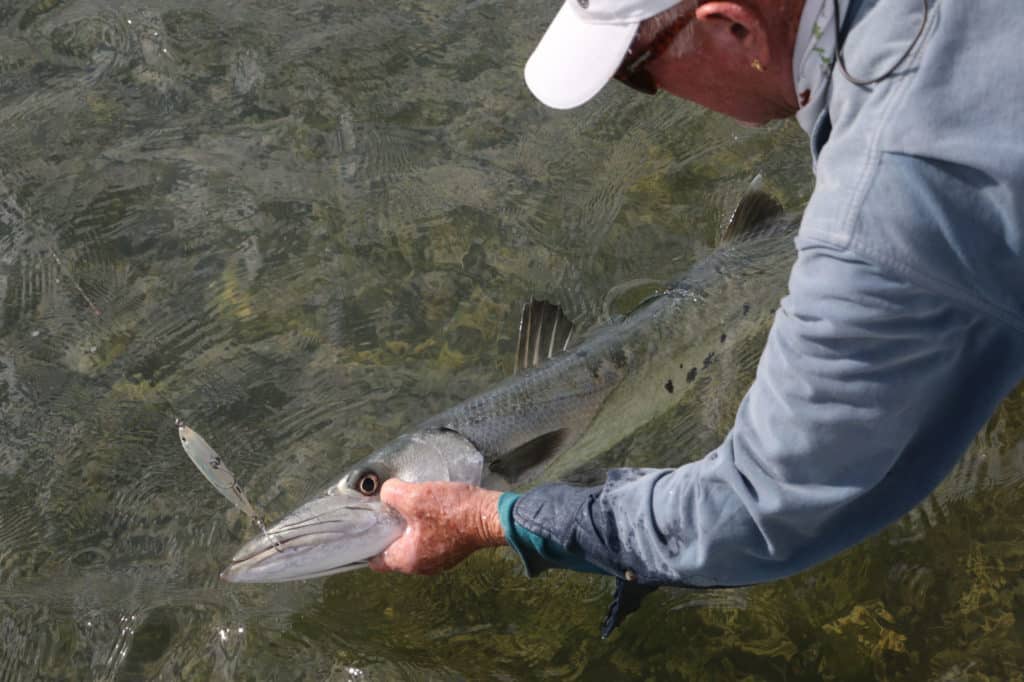 Barracuda boatside in skinny water