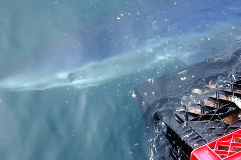 Thresher and blue shark frenzy off the coast of Maine