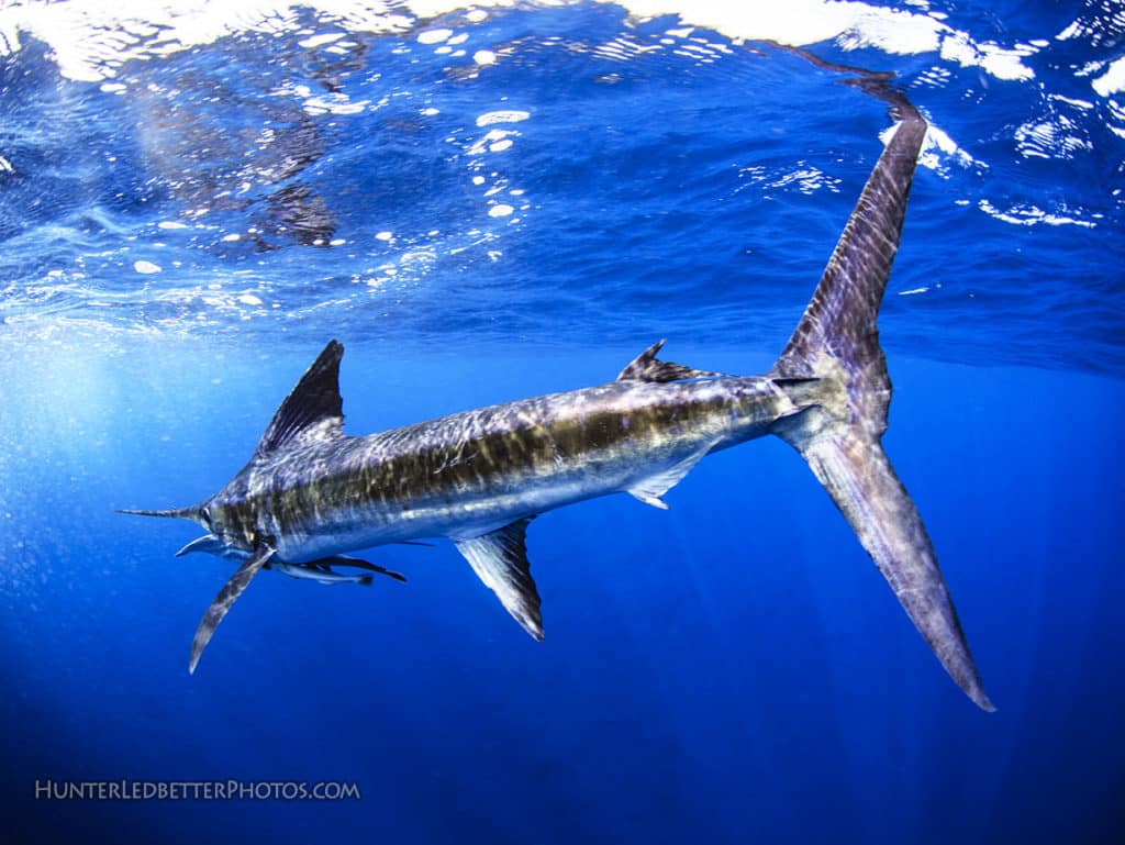 striped marlin