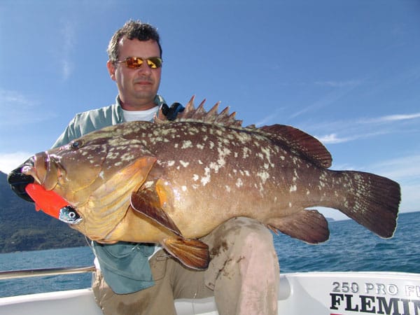 40 - amaral, dusky grouper (brasil).jpg